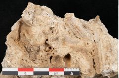 Foto (Detailansicht) von Cyperites scheibbsensis Ettingshausen (NHMW-GEO-2024-0188-11360)